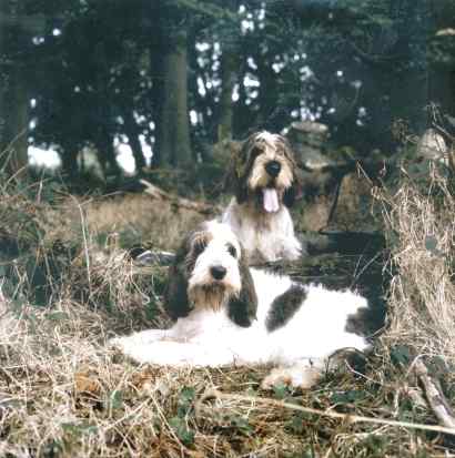 Top puppy Debucher Renegade & his uncle Debucher le Barbu