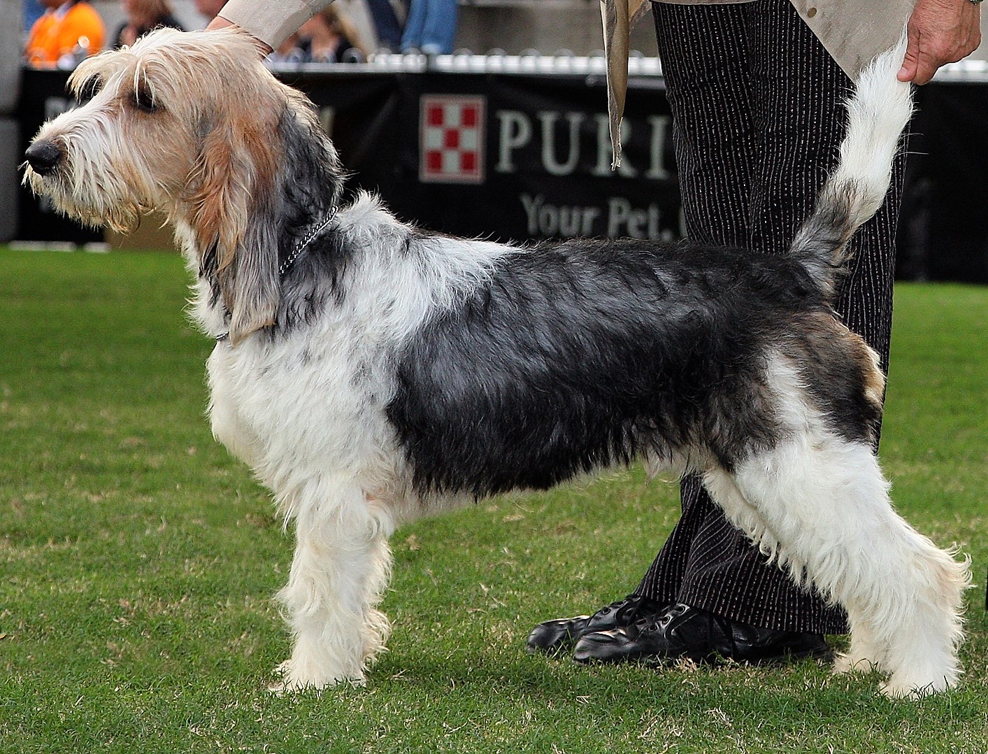 Jolanda huisman sale grand basset